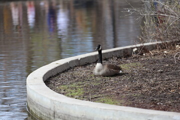 lone Canada goose nesting on an island in a pond