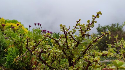 Tropical Plants Succulents Palm Tree on Background of Island Mountains in Fog After Rain. Cloudy Rainy Weather Spring Garden Home Plants Outdoors.  Lots Vegetation Landscape Design Flower Composition