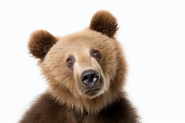 Obraz premium Bear looking confused wildlife mammal animal.