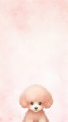 Fototapeta premium Baby poodle mammal animal cute.
