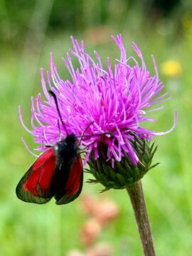 una mariposa en una flor de las dolomitas