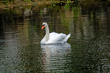Majestätischer Schwan auf dem See