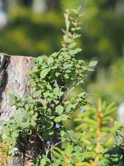 A close up of a bush with green leaves and blue berries. Concept of tranquility and natural beauty.