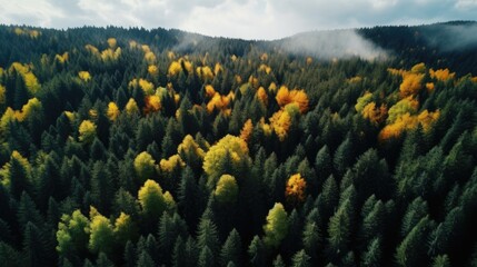 Aerial photography forest. Summer warm sun light forest aerial view.