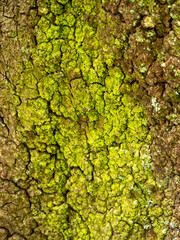 Borken sulfur lichen (Chrysothrix candelaris) on the bark of an old laurel tree (Laurus azorica) in the fairy forest.