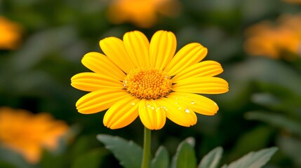 A bright yellow flower stands out against a lush green background, showcasing its vibrant petals and central disc.