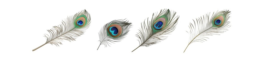 Obraz premium peacock feather (PNG)
