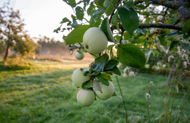 Apples trees in a morning.