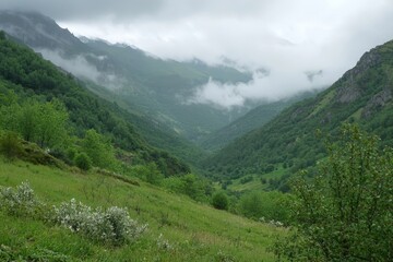 Naklejka premium Misty valley landscape with lush greenery and rolling hills on a cloudy day
