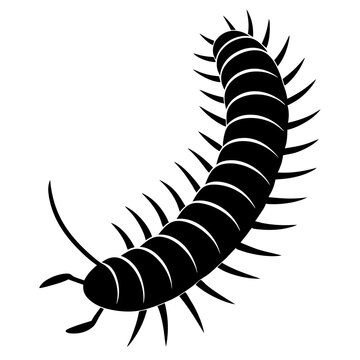 black centipede crawling on white background