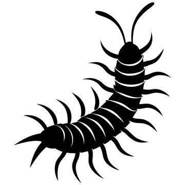 black centipede crawling on white background