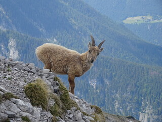 mountain goat in the mountains