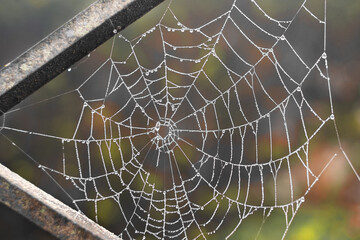 Water droplets trapped in spider webs