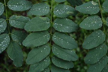 Drops of water after rain on juicy green leaves.