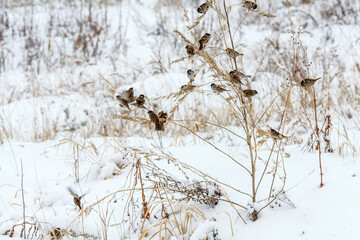A serene winter landscape covered in snow, where a group of small birds (likely sparrows) is perched on dried, snow-dusted grasses and plants