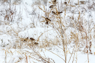 A serene winter landscape covered in snow, where a group of small birds (likely sparrows) is perched on dried, snow-dusted grasses and plants