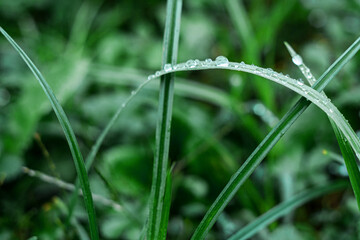 Drops of water after rain on juicy green grass.