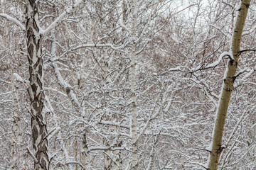a dense forest scene blanketed in fresh snow © wundermann