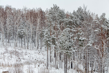 a dense winter forest scene, showcasing tall pine trees covered in freshly fallen snow