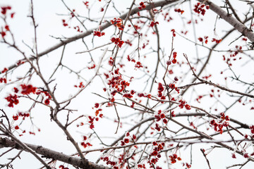 tree branches covered with small red berries.
