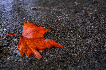 Colorful leaf in drops on the asphalt. Abstract autumn background from the fallen leaves. Golden autumn.