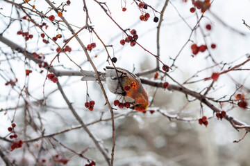 a close-up shot of a colorful bird perched on a branch.