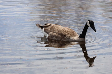 solitary Canada goose swimming and searching for food