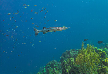 Caribbean coral garden, Bonaire