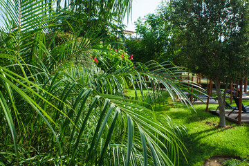 Lush Green Palm Fronds Sway Gently in the Bright Sunlight of a Tranquil Garden Oasis, Inviting...