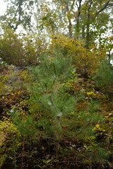 Obraz premium autumn in the forest