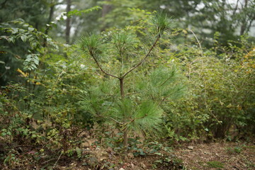 green moss on the tree
