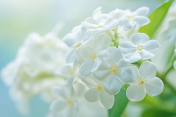 Delicate white blossoms illuminated by soft morning light in a tranquil garden setting