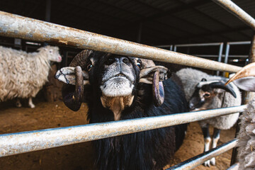 The face of a black ram with horns peeks out from behind the fence