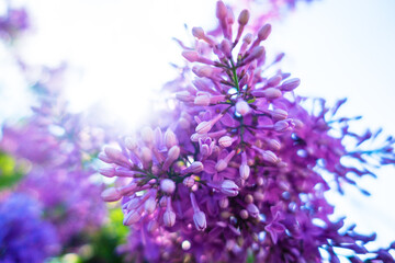 Fototapeta premium Branch with blooming purple lilac.