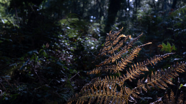 Fern in the morning sun. Forest in autumn
