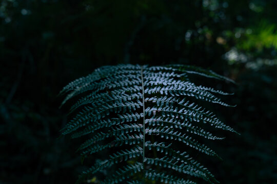 fern in the dark forest in autumn