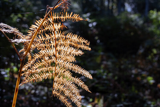 Dried fern leaf in the forest with copy space at the right side