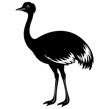 recommend clip art: emu isolated on white