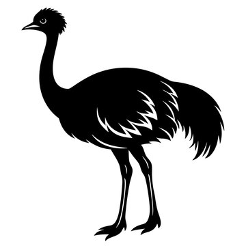 recommend clip art: emu isolated on white