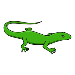 lizard vector illustration