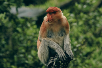 A proboscis monkey resting on a tree branch in Borneo's lush rainforest during a sunny afternoon