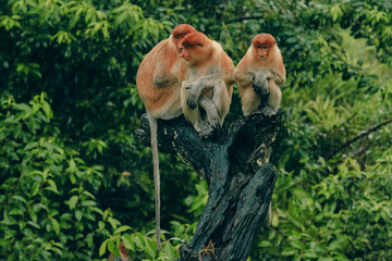 Three proboscis monkeys perched on a tree branch in Borneo's lush rainforest, showcasing their unique features during a quiet afternoon