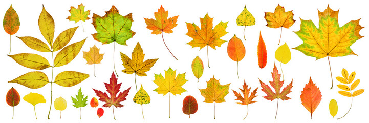 Leaves of different trees in autumn colors isolated on white background.