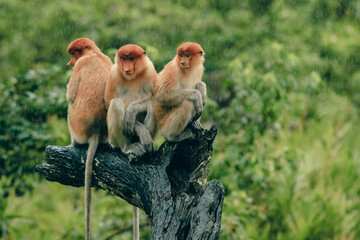 Unique proboscis monkeys resting on a tree trunk during a rain shower in Borneo's lush rainforest habitat