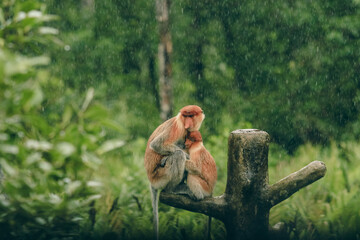 Two monkeys embracing in the rainforest of Borneo during a gentle rain shower, showcasing the beauty of wildlife and companionship