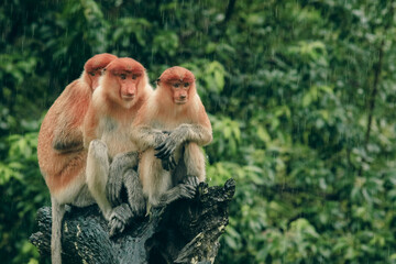 Proboscis monkeys sheltering from rain in Borneo's lush rainforest during a tropical downpour