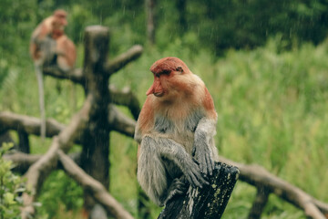 Unique proboscis monkeys relaxing on a branch in Borneo's lush rainforest during a gentle rain shower