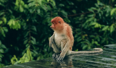 Fototapeta premium Proboscis monkey resting on a wooden platform amidst lush greenery in Borneo during a rainy season