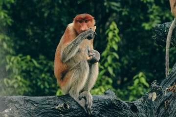 A proboscis monkey eating fruit while sitting on a tree branch in Borneo's lush rainforest habitat