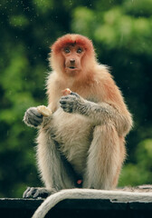 Borneo's proboscis monkey enjoys a meal while perched on a branch amidst the lush rainforest scenery